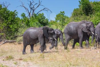 Botswana, Chobe National Park. Herd of African elephants at the watering. The concept of exotic and active tourism