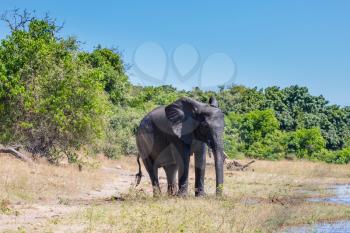 Watering large animals in the Okavango Delta. Elephant - loner. Fascinating journey to Africa. Chobe National Park in Botswana