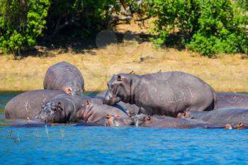Huge herd of hippos resting in the river. The concept of exotic tourism in Okavango Delta, Chobe National Park, Botswana