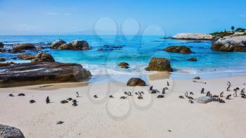 The concept of  ecotourism. African black-and-white penguins. The sandy beach on the Atlantic coast of Africa.  Boulders Penguin Colony in the Table Mountain National Park