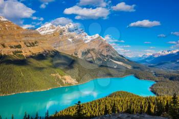 Mountain Lake as a fox head is popular among tourists. Canada. Turquoise Lake Peyto in Banff National Park