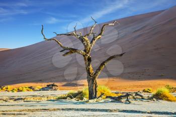 Ecotourism in Namibia, Namib-Naukluft National Park. The bottom of dried lake Deadvlei, with dry trees. Sunset
