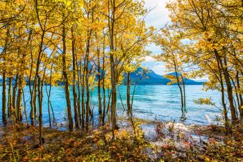 Magnificent turquoise Abraham Lake in a flood. Journey to the Golden Autumn in Rocky Mountains. The flooded coastal gold birchwoods. The concept of ecological and active tourism