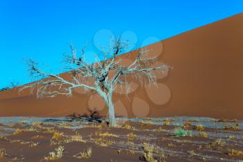 Giant yellow dune and small lonely tree in the Namib Desert. Fairy-tale world. Sunset, Namibia, South Africa. The concept of extreme and exotic tourism  