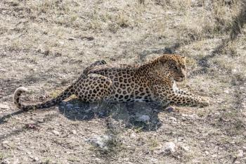 Large leopard resting after feeding in the savannah. Travel to Namibia. The concept of exotic and extreme tourism