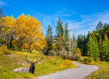 Magnificent noble deer with branched horns resting in an autumn park. Indian Summer in the Rocky Mountains. The concept of ecological and active tourism