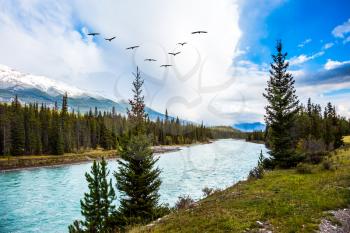 The grandiose nature of the Rocky Mountains. Coniferous green forests grow along the shores of a river. Flock of migratory birds flies over the river. The concept of active tourism
