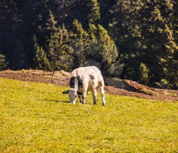 Calf grazing on a grassy hill. Well-known international ski resort Alps di Siusi. Concept of active and ecological tourism