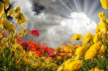 Magic country of the flowers, sun and clouds. The southern sun illuminates the fields of buttercups