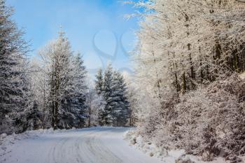 Ski trail runs along the road in the snowy forest. Bright Christmas morning 