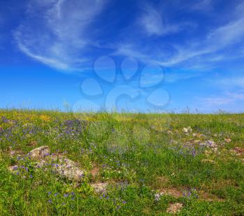  Picturesque carpet of spring flowers and fresh grass. Israel. The blossoming Golan heights in a fine sunny day