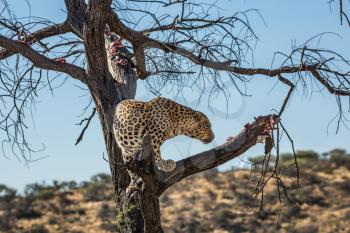 Leopard feeding. An African spotted leopard climbed a tree. The pieces of meat for him are laid out on the branches. The concept of exotic and extreme tourism. Travel to Namibia