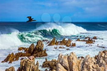 Powerful ocean surf is beating against a rocky shore. Cormorant flies over the water. Boulders Penguin Colony in the Table Mountain National Park, South Africa. The concept of ecotourism