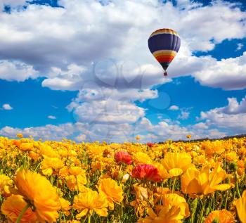 Huge multicolored balloon flies slowly over the field. The magnificent blossoming fields of garden buttercups. Concept of rural and extreme tourism
