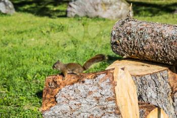 Fine warm sunny autumn day. On the stump sits small squirrel. Forest in Pinawa Provincial  Park. The firewood prepared for the winter