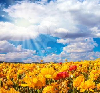 The bright southern sun shines through the lush cloud. The fields of red and yellow garden buttercups.  Concept of rural tourism