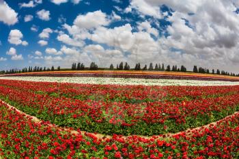 Spring in Israel. Magnificent multicolored flowering garden of buttercups. Kibbutz field next to the Gaza Strip