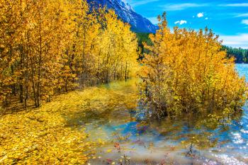 Rocky Mountains of Canada in the Indian summer. The flooded coastal aspen grove. Picturesque turquoise Abraham Lake in a flood. The concept of active and ecological tourism