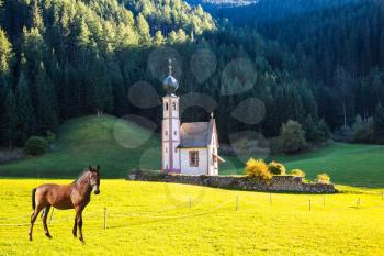  The famous church of Santa Magdalena in green Alpine meadows. On the valley grazing horse in Dolomites. The concept of an active and eco-tourism