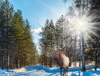  Reindeer on an edge of the winter forest. Sunny cold winter sunset in the Arctic.  Concept of active and ecological tourism