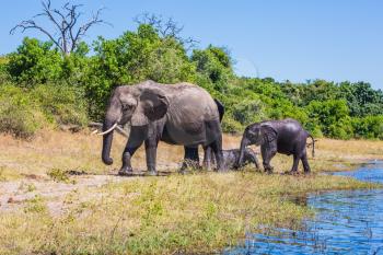 Herd of elephants adults and cubs crossing river in shallow water. Watering in the Okavango Delta. The concept of active and exotic tourism. Chobe National Park in Botswana