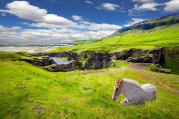 White thoroughbred horse rested on a cliff. The striking canyon in Iceland. The Icelandic Tundra in July. Bizarre shape of cliffs surround the stream with glacial water