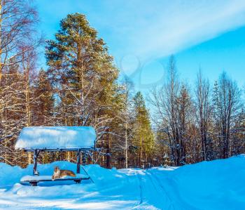 The northern lynx sits at a bus stop in the forest. Cold winter day in the Arctic. New Year. Concept of active and ecological tourism