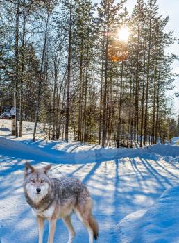 Gray beautiful wolf on the edge of forest. New Year. Cold winter day in the Arctic. Concept of active and ecological tourism