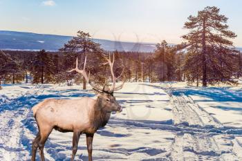 Magnificent deer in a snowy forest. Christmas Concept of active and ecological tourism. Cold winter sunset in the Arctic
