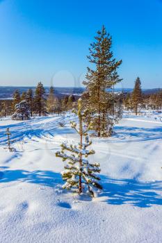 The Polar Circle, Lapland. The concept of exotic and extreme travel. New Year's sunny winter day. Fluffy snow in the field at the edge of the forest