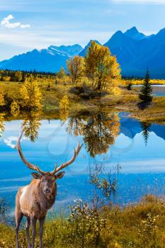 Canadian deer with branched horns resting on the shore of the lake. Lake Abraham is an artificial colossal pond in the Rockies of Canada. Concept of ecological and active tourism