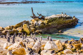 African black-and-white penguins. Huge boulders on the beach of the Atlantic Ocean. The concept of  ecotourism. Boulders Penguin Colony in the Table Mountain National Park, South Africa