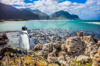  The boulders and algae in Boulders Penguin Colony National Park, South Africa. Fanny african black - white penguin on the beach of Atlantic. The concept of  ecotourism