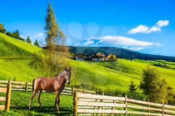 Magnificent summer sunset in Tirol. Charming rural landscape in the valley of the Dolomites. Sleek horse grazing in the grass. The concept of eco-tourism 