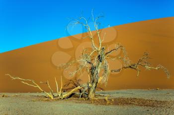 Fairy-tale world. Sunset, Namibia, South Africa. Giant yellow dune and small lonely tree in the Namib Desert. The concept of extreme and exotic tourism  