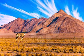 Namibia, South Africa. Sunset in the Namib desert. Oryx grazing at the mountain. The concept of exotic and extreme tourism