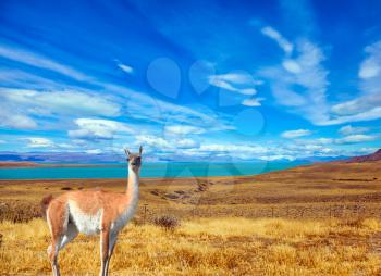 Flat plain with shallow lakes and yellowed grass. Patagonian Pampas. In the grass grazing wild guanaco. The concept of active and ecological tourism