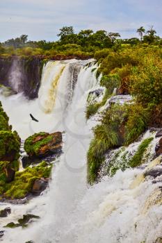 The black Andean condors are circling above the water. Waterfalls Iguazu on the Argentina. Picturesque basaltic ledges form the waterfalls. The concept of active and exotic tourism