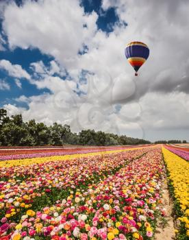 Quiet sunny spring day. Great multi-colored balloon flies over flower field. Flower kibbutz near Gaza Strip