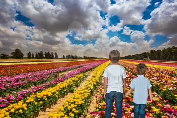 Two boys hold hands and look at the field of blossoming garden buttercups. Israel, the spring bloom in a kibbutz