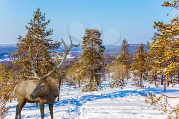 Concept of active and ecological tourism. Reindeer on an edge of the winter forest. Cold winter sunset in the Arctic