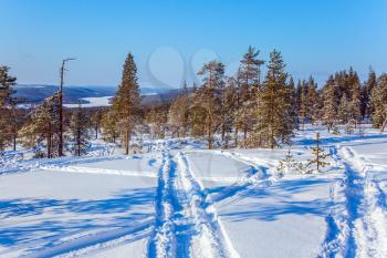  New Year's sunny winter day in a snowy forest. In the lush snow ski trails. Christmas in Lapland. The concept of exotic and extreme travel