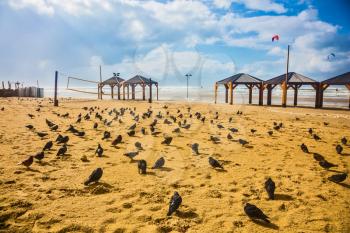 The beach in Tel Aviv. Windy winter day in January. Large flock of pigeons resting on the sand