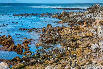 Animals in South Africa. The colony of African black- white penguins in a nature reserve