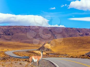 Sharp turn of the road in the Patagonia pampas. Near the road is the lama guanaco. Summer day in February. The concept of active and ecological tourism
