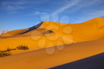 Hot and windy morning in the desert. The soft curves of orange sand dunes. Hot autumn in Death Valley, California