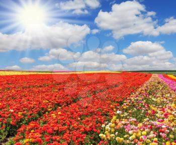  Huge fields of red and yellow garden buttercups /ranunculus/  ripened for harvesting. The bright spring sun illuminates the field of agriculture in Israel