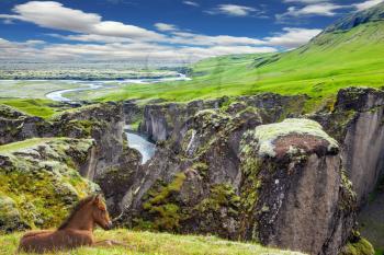 The striking canyon in Iceland. The Icelandic Tundra in July. Bizarre shape of cliffs surround the stream with glacial water. Bay thoroughbred horse rested on a cliff