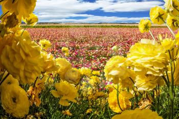 Magnificent field of flowering colorful buttercups. Lush clouds fly over the fields. Concept of ecological and rural tourism
