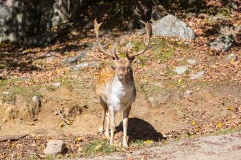 Wild animals in the Rocky Mountains of Canada. Adorable spotted deer came to the edge of the forest on a sunny day